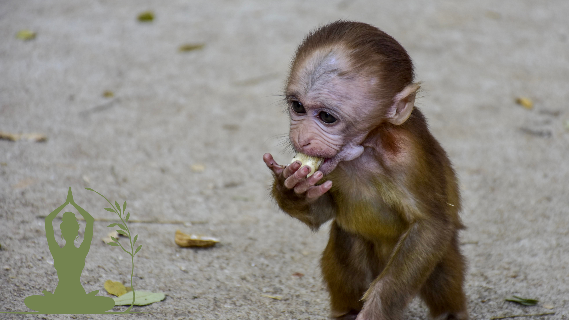 גורים של חיות